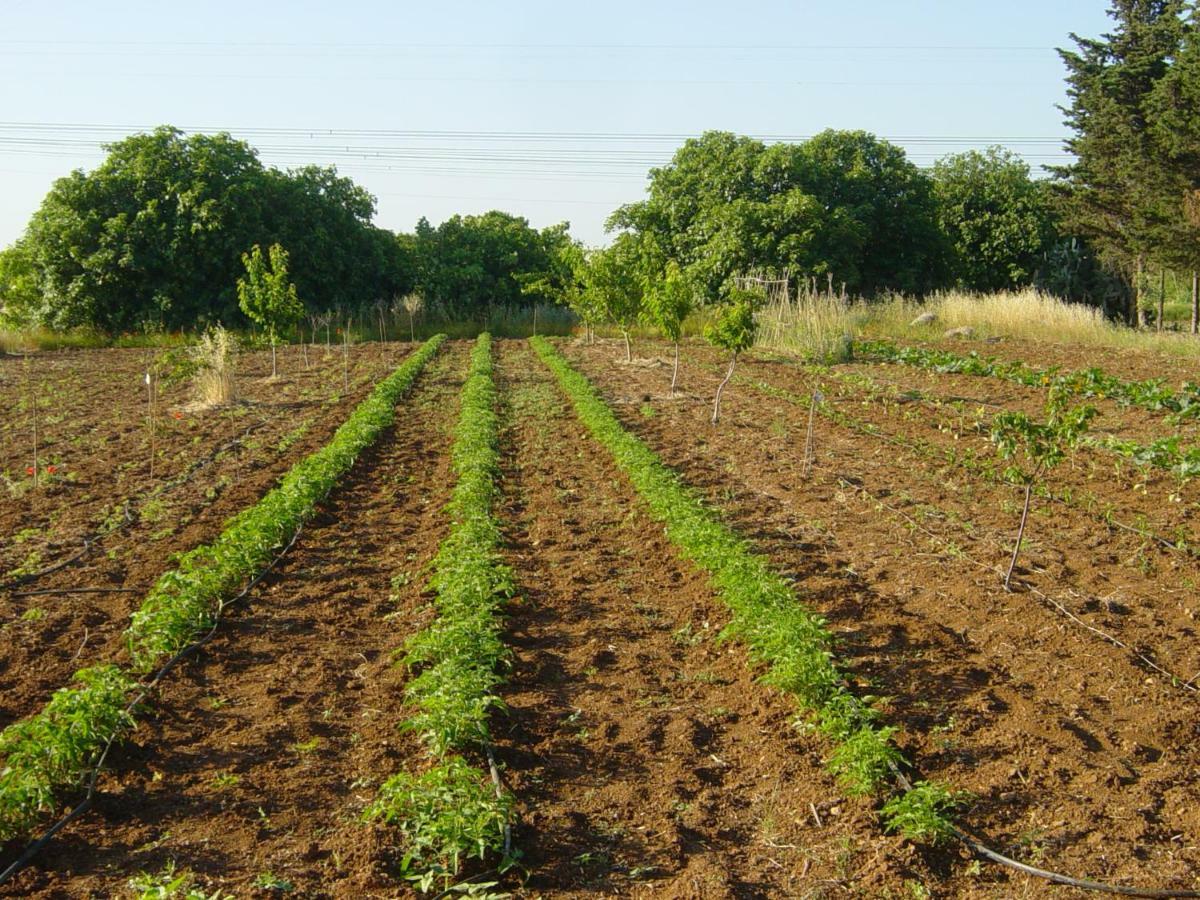 Tenuta Argiano ξενώνας Mesagne Εξωτερικό φωτογραφία